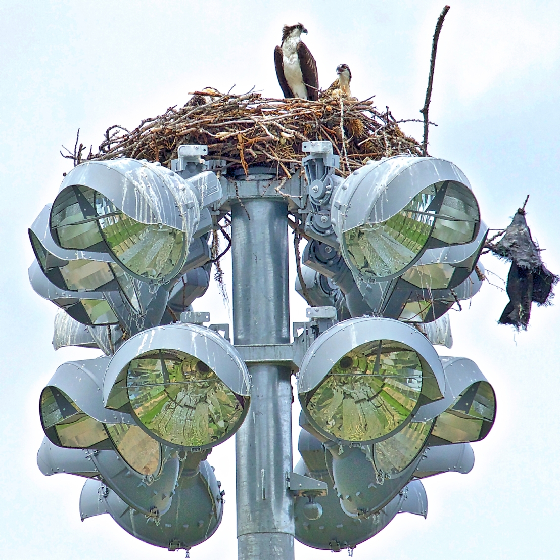 Osprey - "Mom said to ask you! Can I fly?"