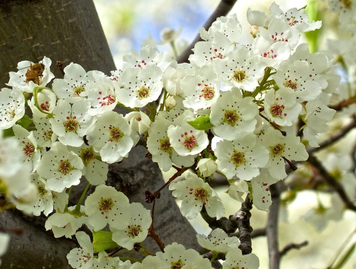 Blossoms close up