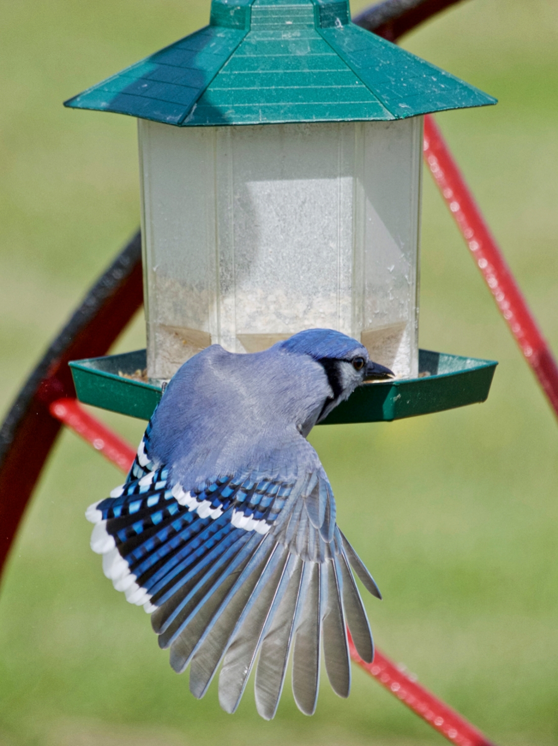 We saw tons of Blue Jays back east, but these were the only closeups I have to share....