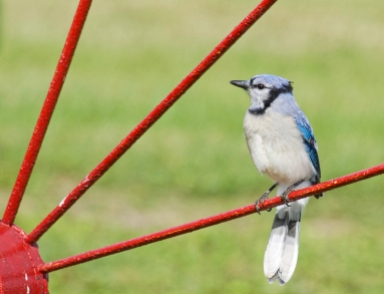 Blue Jay from our recent trip to eastern Canada; taken on Digby Neck, NS. in the yard of a very helpful resident .