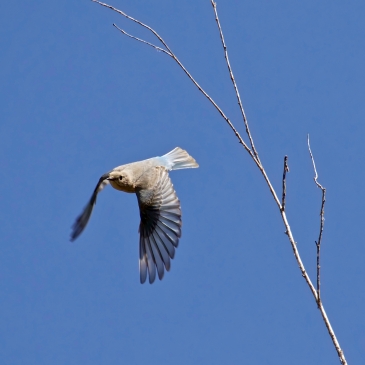 Female dropping in to forage near White Lake