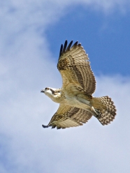 Osprey juvenile Sal in flight - 1a