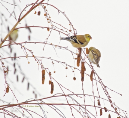 Winter American Goldfinches on Water Birch
