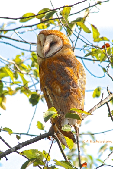 Barn Owl 120825