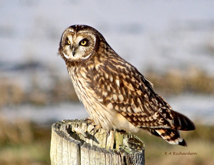 Short-eared Owl 130110