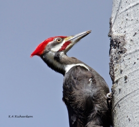Pileated Woodpecker (Drycopus pileatus).jpg