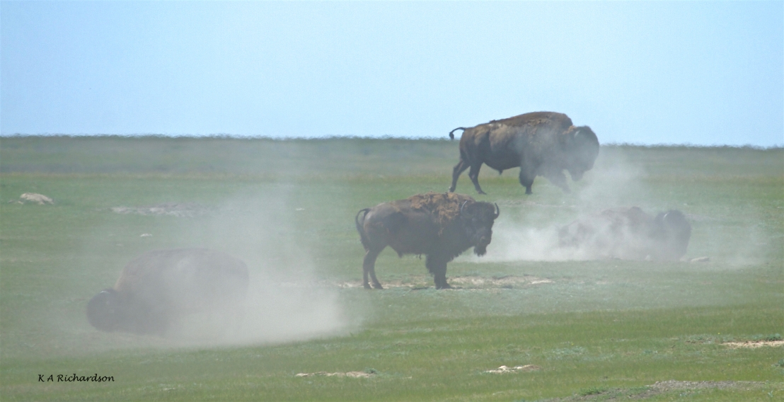 American bison (Bison bison) wallowing. (3).jpg