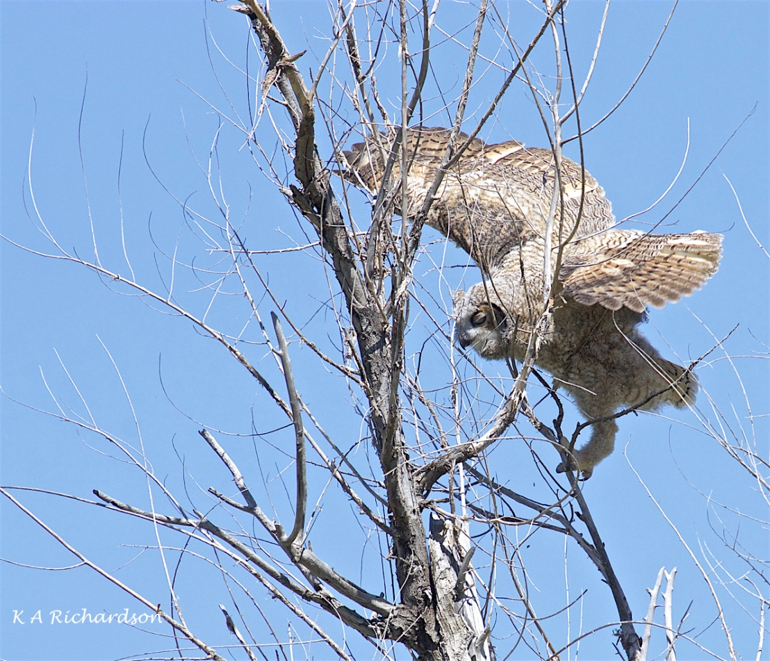 Great Horned Owlet (11).jpg