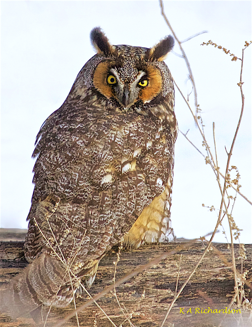 Long-eared Owl - 2.jpg