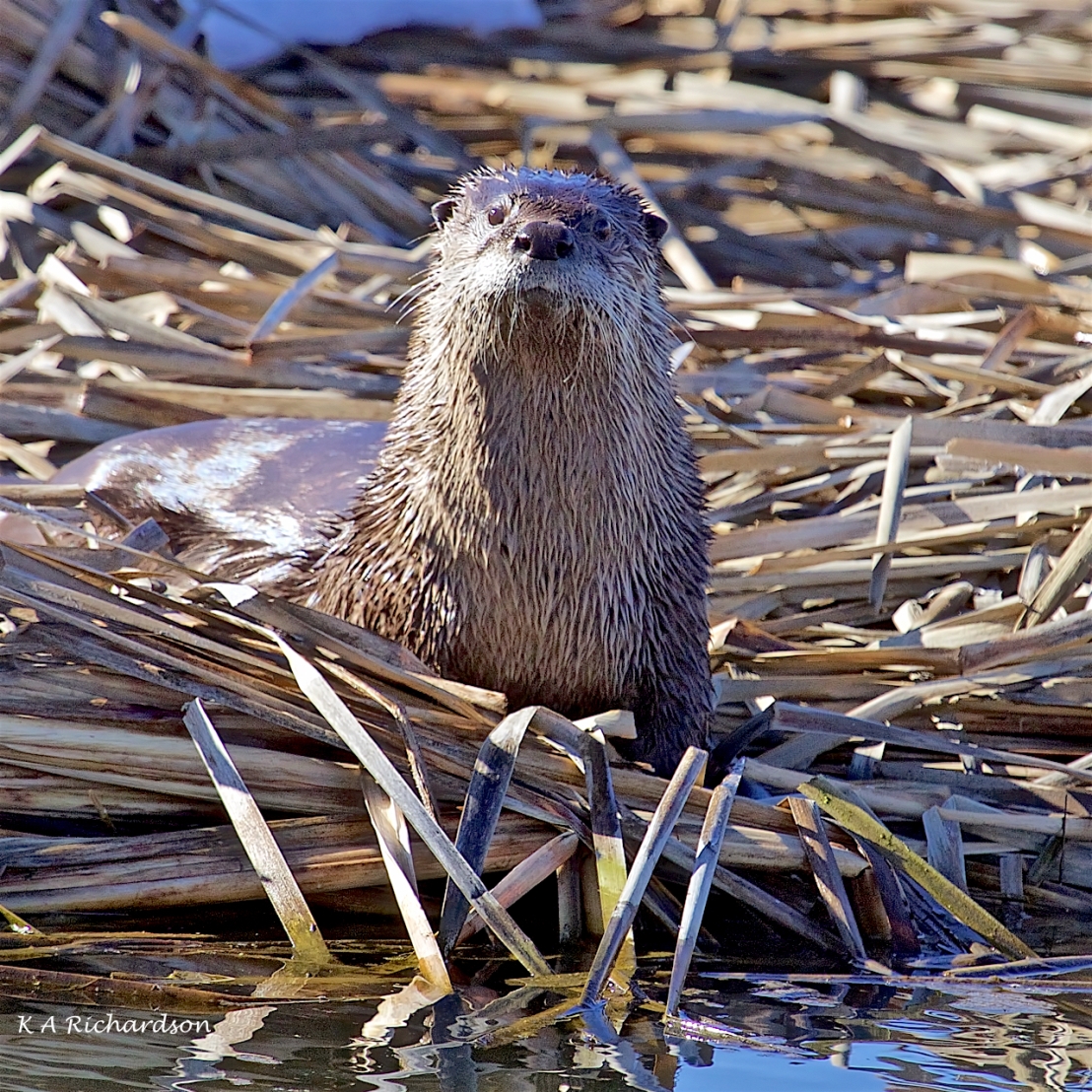 North American River Otter (Lontra canadensis) -07