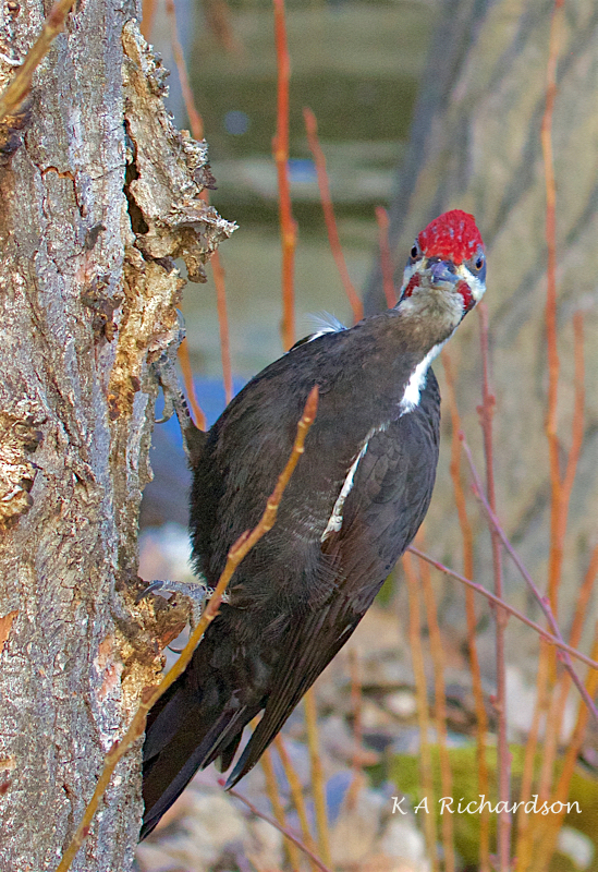 Pileated Woodpecker male (Drycopus pileatus) -02