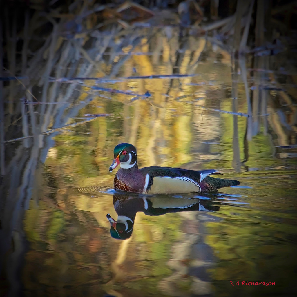 Wood Duck drake (Aix sponsa) - special.jpg