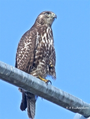 Patience, juvenile Red-tailed Hawk (Buteo jamaicensis) -11