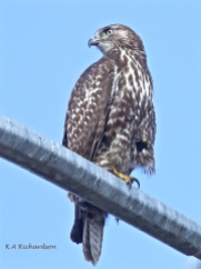 Patience, juvenile Red-tailed Hawk (Buteo jamaicensis) -12