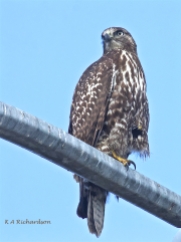 Patience, juvenile Red-tailed Hawk (Buteo jamaicensis) -13