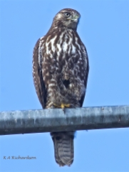 Patience, juvenile Red-tailed Hawk (Buteo jamaicensis) -14