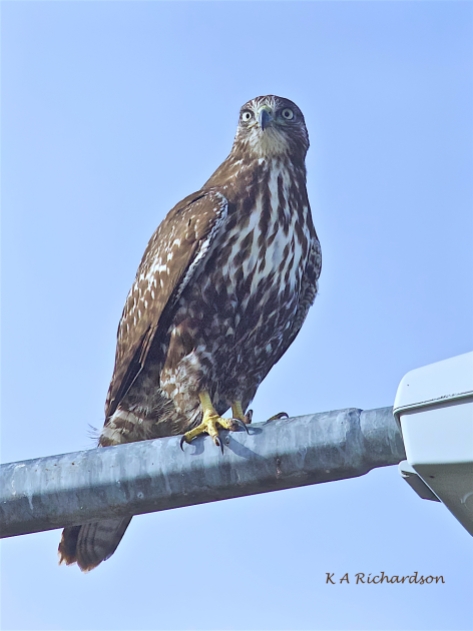 Patience, juvenile Red-tailed Hawk (Buteo jamaicensis) -25