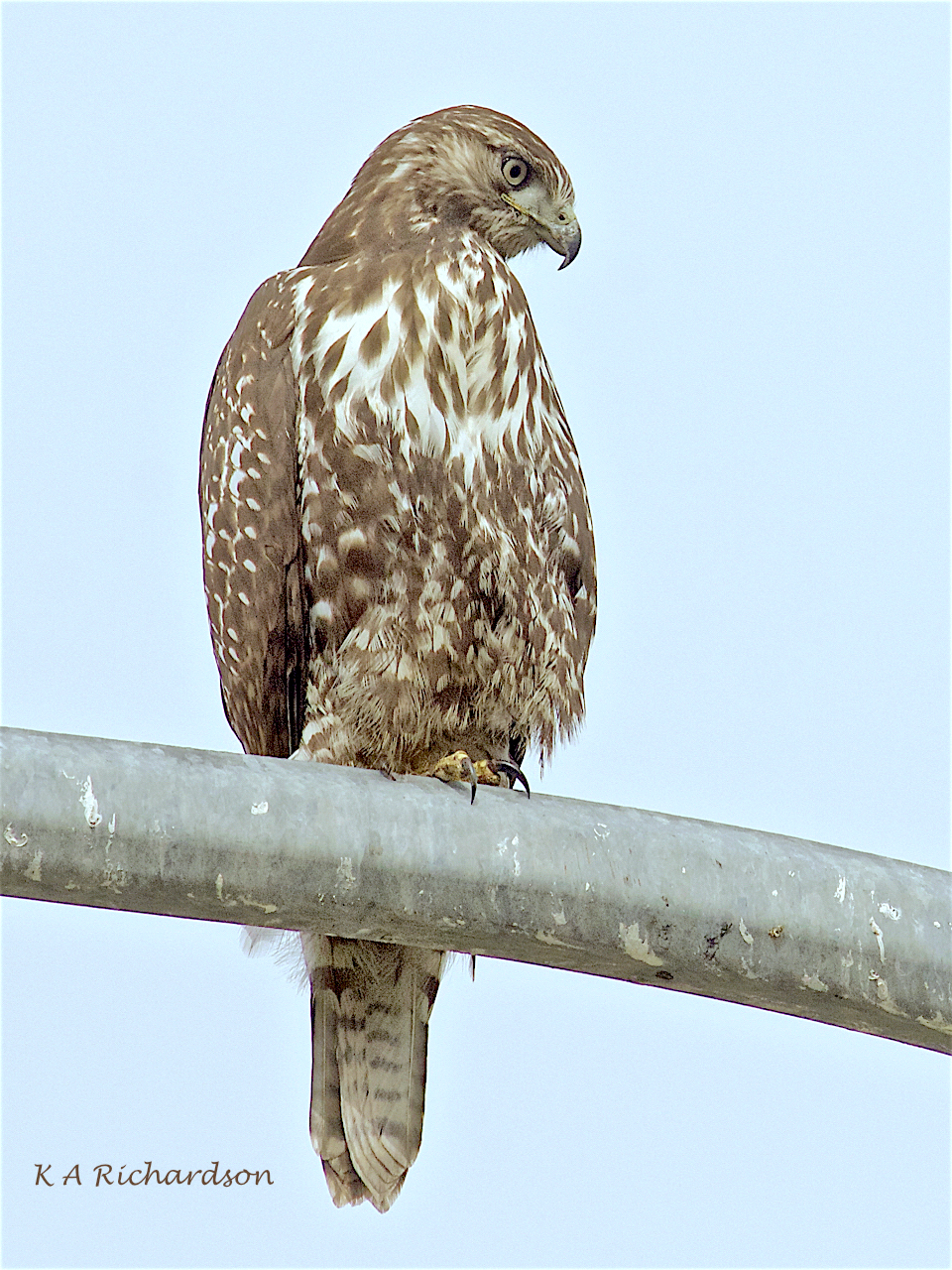 Patience (Red-tailed Hawk [Buteo jamaicensis]) -05.jpg