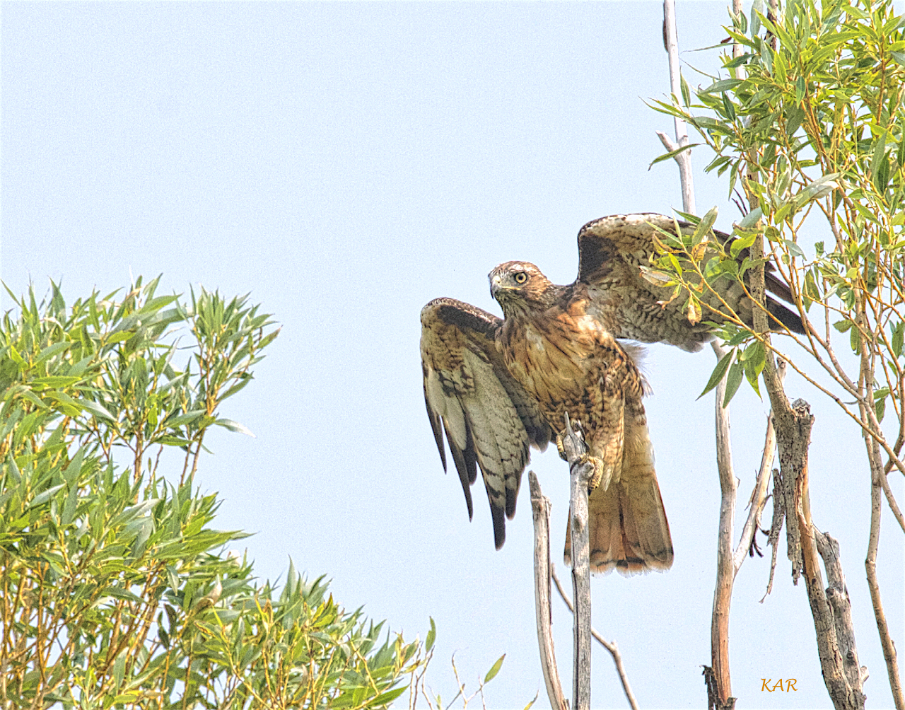 Spike, Red-tailed Hawk (Buteo jamaicensis) -05.jpg